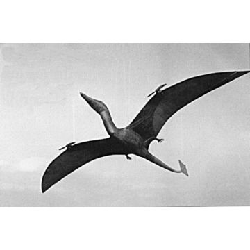 BAUPLAN RAMPHORHYNCHUS